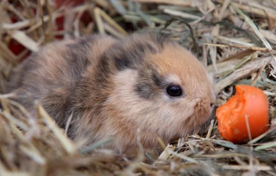 Kaninchen ohne Ohren ist tot