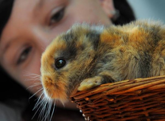 No ears rabbit dead