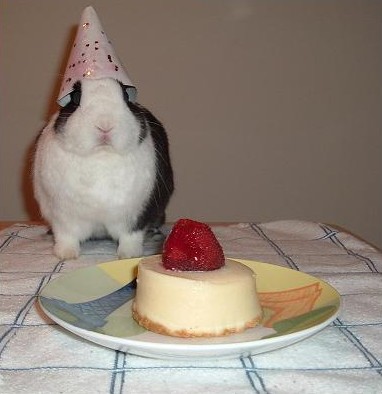 birthday bunny