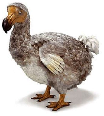 dodo-1