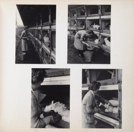 36 - Woman Feeding Angora Rabbits