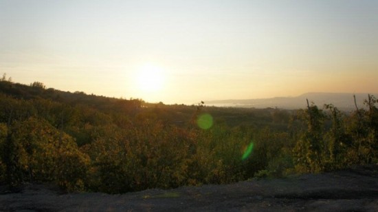 la-vista-da-una-delle-vigne-di-cantine-olivella