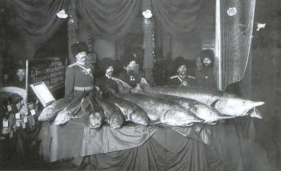 Representatives of the Kuban Cossack Army at the National Fishing Industry Exposition show Inconnu fish sent as gifts to Imperatitsa Alexandra Fyodorovna, Petrograd, 1901