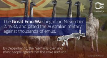 La Grande Guerra degli Emù