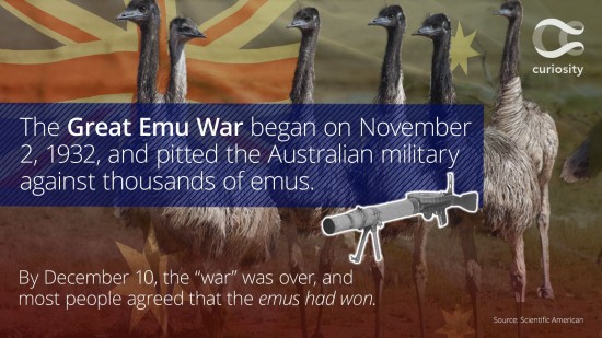 redeye-australias-great-emu-war-20151125